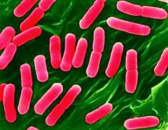Американские бактериологи раскрыли секрет штамма E. Coli, вызвавшего эпидемию в Европе